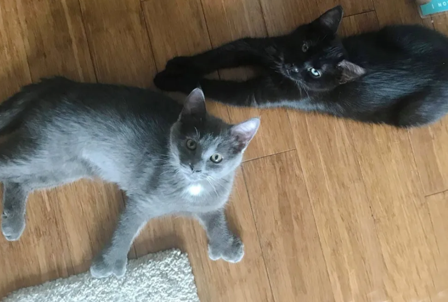 猫猫理财推荐，从全球视角看理财新选择 猫猫理财推荐