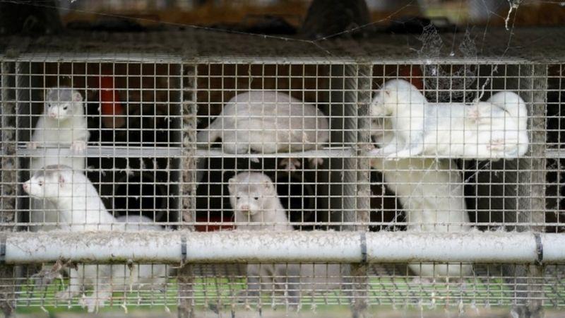 荷兰水貂养殖基金概览与解析 荷兰水貂养殖基金有哪些